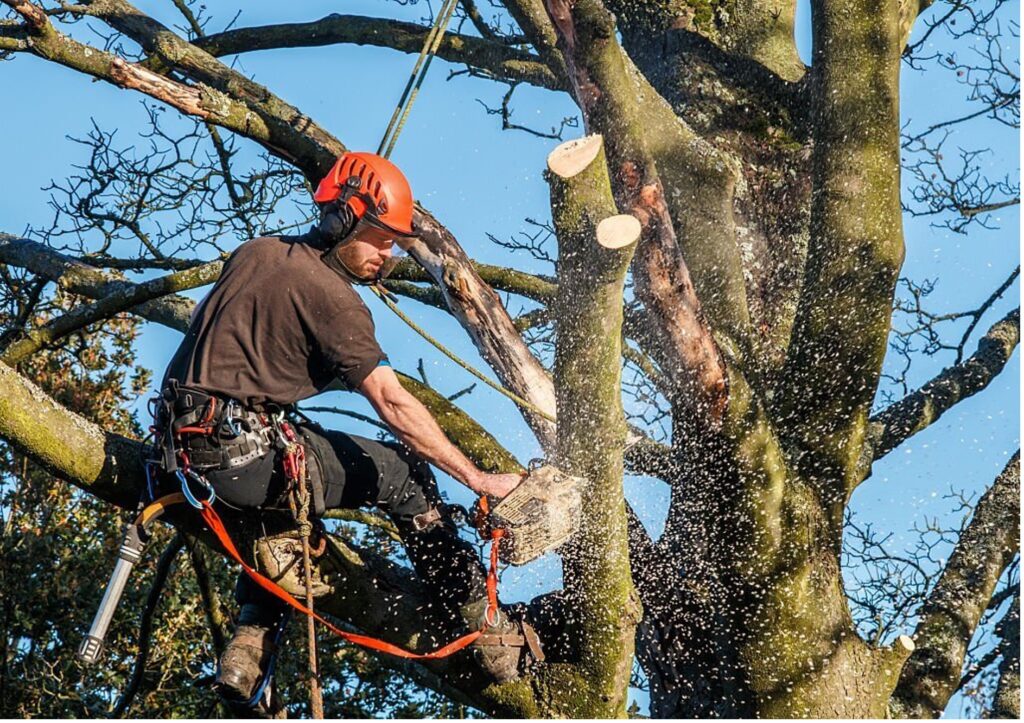 Baumpflege Baumschnitt Saarland