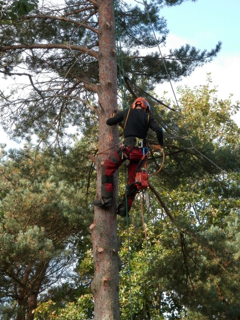 Baumschutz Saarland